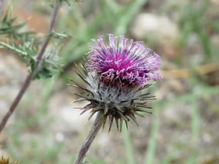 Kind of Thistle