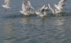 Birds of Nalsarovar Lake Jan 2016-2