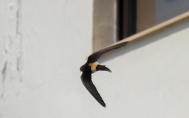 Migratory Barn swallows in Landour . Lalitha Krishnan Photos
