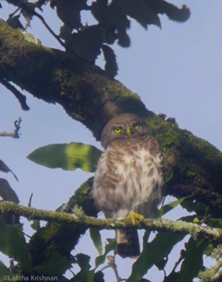 2018 Aug 2 Collared owlet on oak morning copy